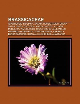 Brassicaceae als Taschenbuch von - Books LLC, Reference Series