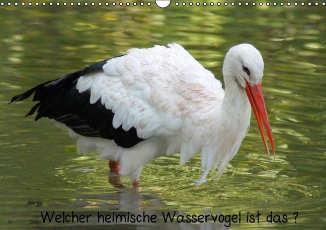 Welcher heimische Wasservogel ist das ? (Posterbuch DIN A4 quer) als Buch von kattobello - Calvendo Verlag