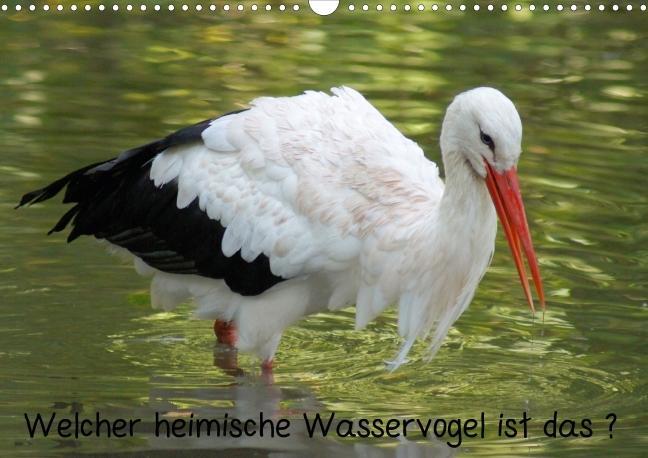 Welcher heimische Wasservogel ist das ? (Posterbuch DIN A3 quer) als Buch von kattobello - Calvendo Verlag