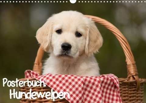 Hundewelpen (Posterbuch DIN A4 quer) als Buch von Anna Auerbach - Calvendo Verlag