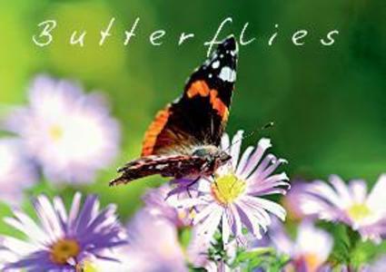 Butterflies (Posterbuch DIN A4 quer) als Buch von Bernd Witkowski - Calvendo Verlag