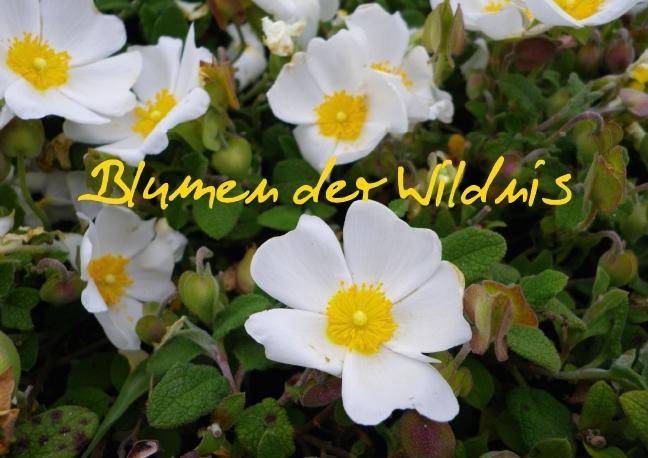 Blumen der Wildnis (Posterbuch DIN A3 quer) als Buch von Gräfin Kristin von Montfort - Calvendo Verlag