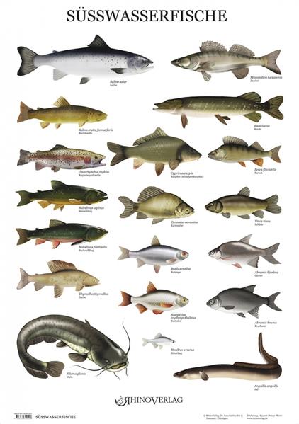 Rhino Verlag Süßwasserfische - Poster