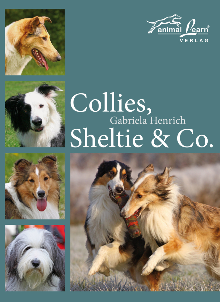 Collies Sheltie & Co. - Bild 5