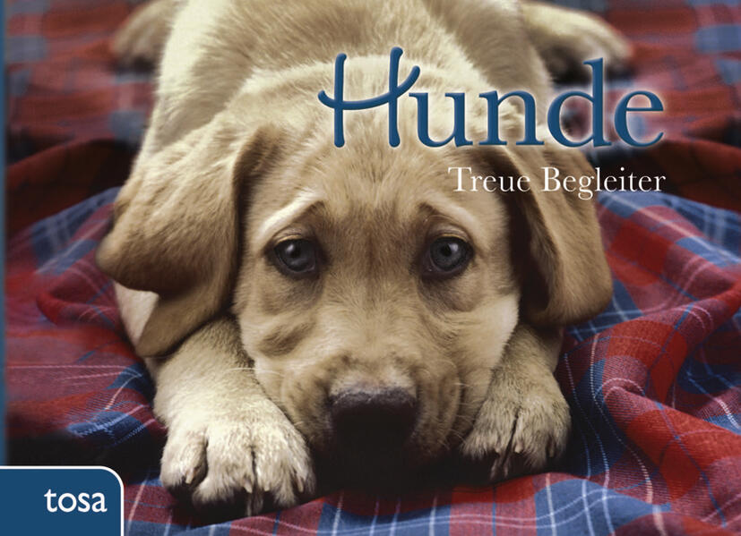 Hunde: Treue Begleiter - Bild 4