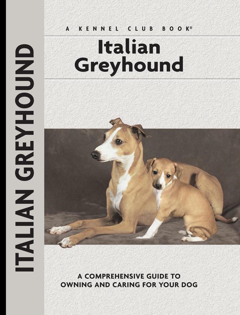 Italian Greyhound - Dino Mazzanti