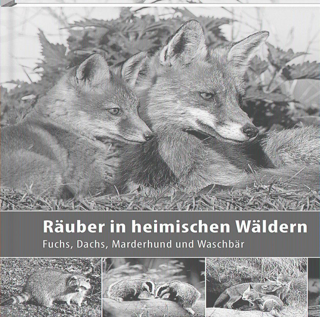 Steffen Verlag Räuber In Heimischen Wäldern - Bild 5