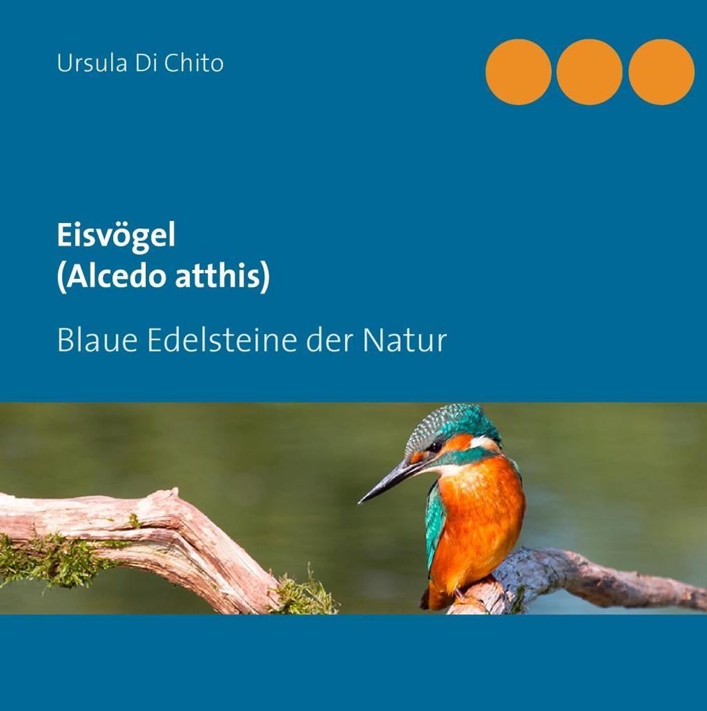 Eisvögel (Alcedo atthis) - Ursula Di Chito
