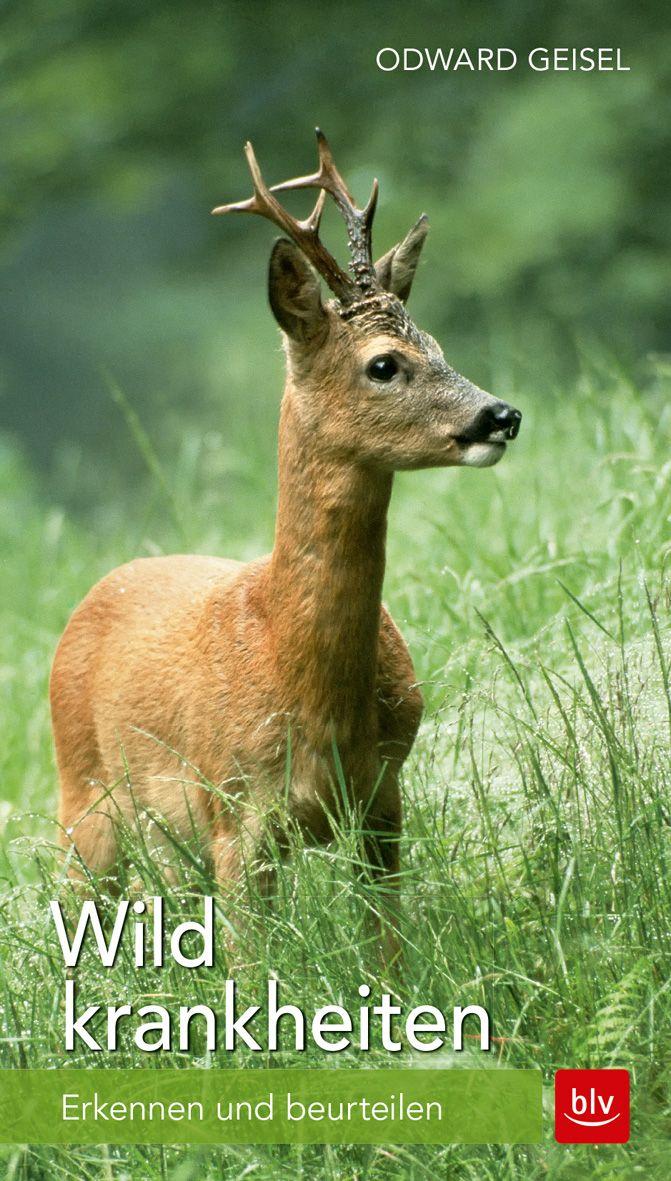 Blv Wildkrankheiten - Bild 5