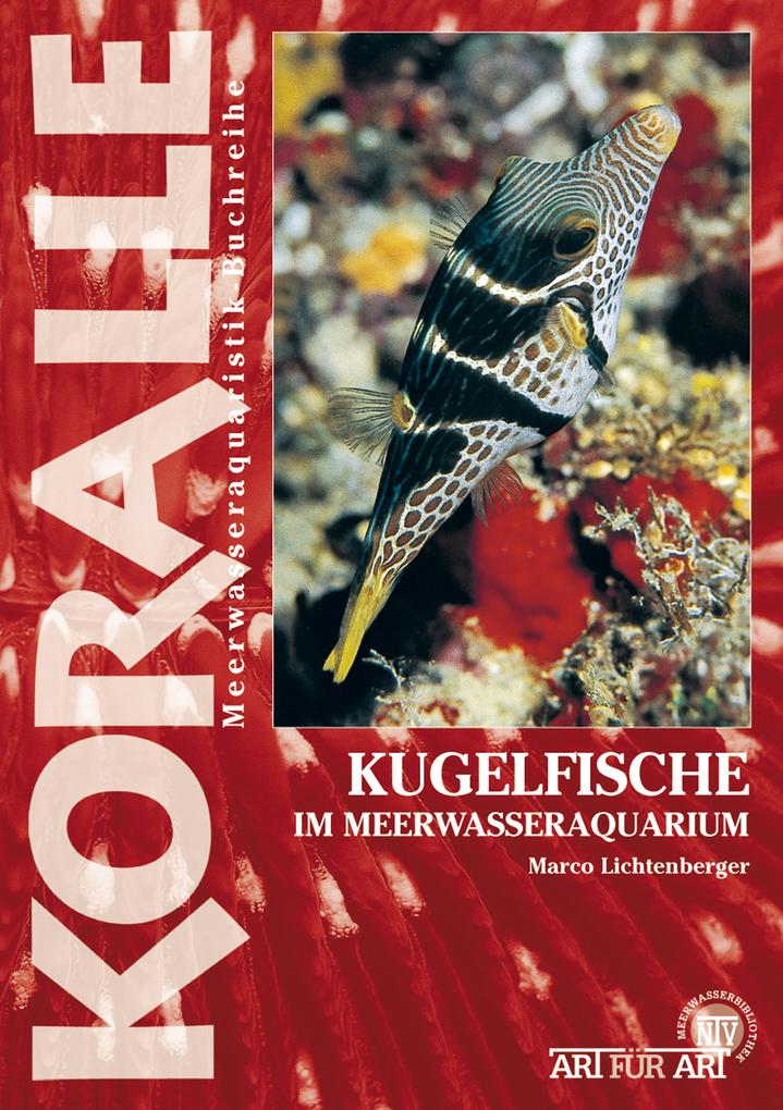 Kugelfische im Meerwasseraquarium - Marco Lichtenberger