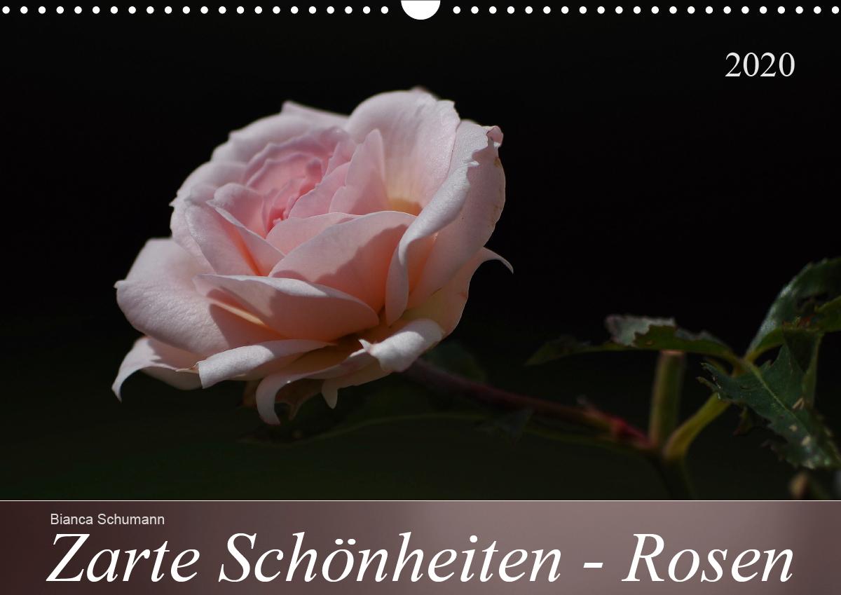 Zarte Schönheiten - Rosen (Wandkalender 2020 DIN A3 quer)