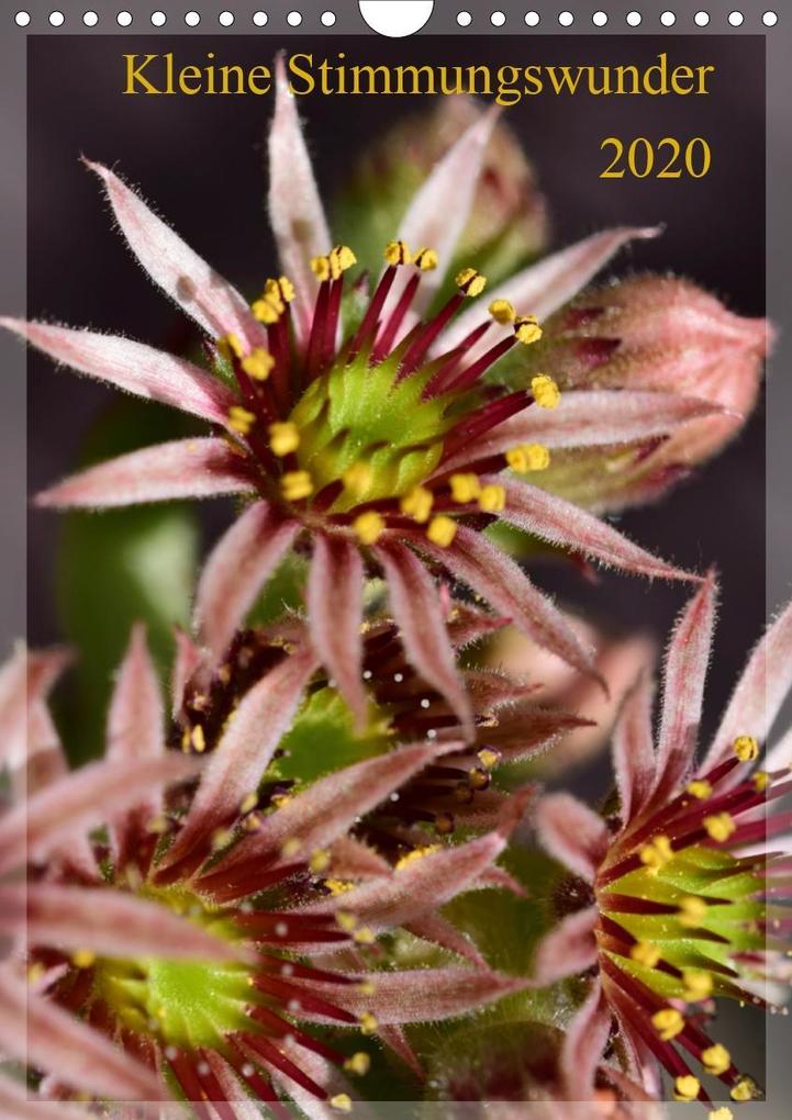 Kleine Stimmungswunder (Wandkalender 2020 DIN A4 hoch)