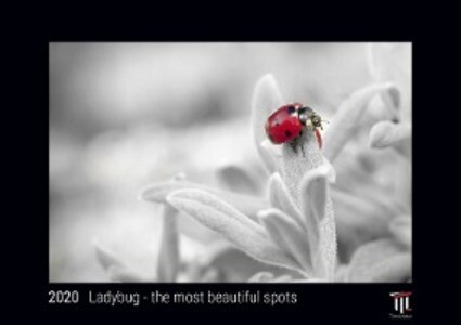 Ladybug - the most beautiful spots 2020 - Black Edition - Timocrates wall calendar with US holidays / picture calendar / photo calendar - DIN A3 (42 x 30 cm)