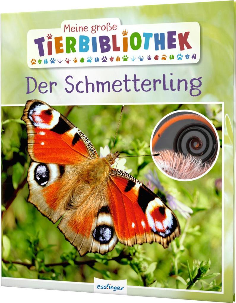 Der Schmetterling - Bild 6
