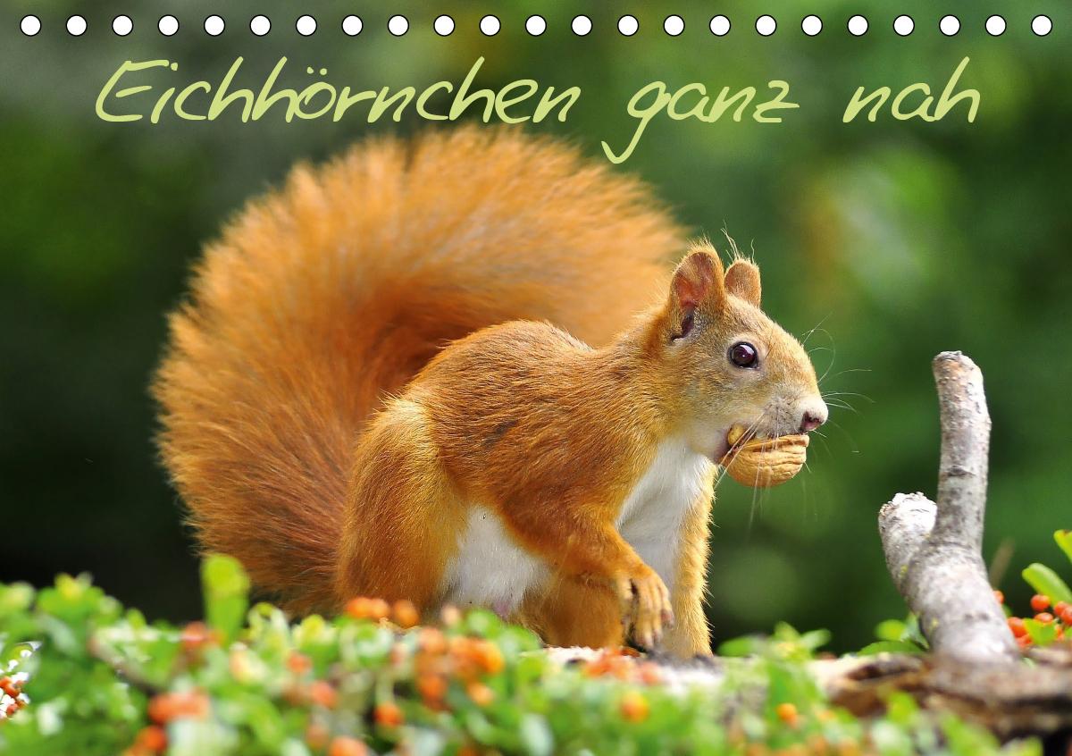 Eichhörnchen ganz nah (Tischkalender 2021 DIN A5 quer)