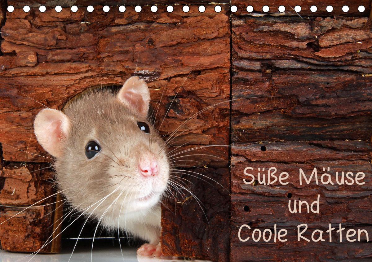 Süße Mäuse und Coole Ratten / CH-Version (Tischkalender 2021 DIN A5 quer)
