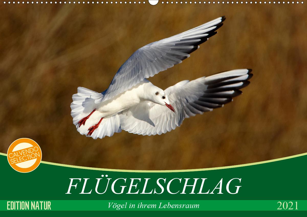 Flügelschlag - Vögel in ihrem natürlichen Lebensraum (Wandkalender 2021 DIN A2 quer)