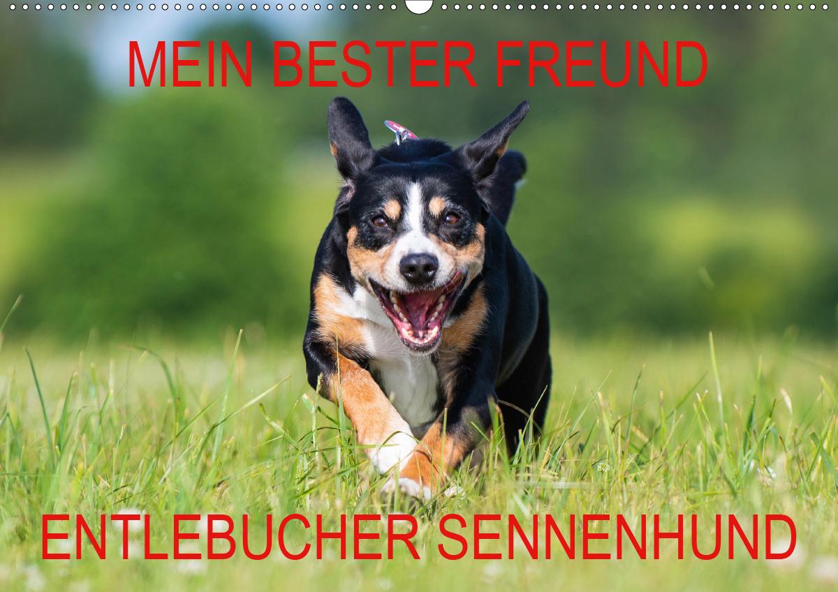 Mein bester Freund - Entlebucher Sennenhund (Wandkalender 2021 DIN A2 quer)