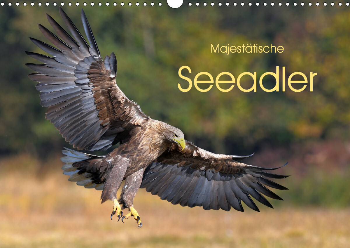 Majestätische Seeadler (Wandkalender 2021 DIN A3 quer)