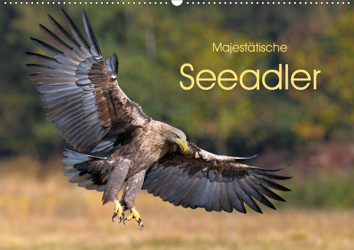 Majestätische Seeadler (Wandkalender 2021 DIN A2 quer)