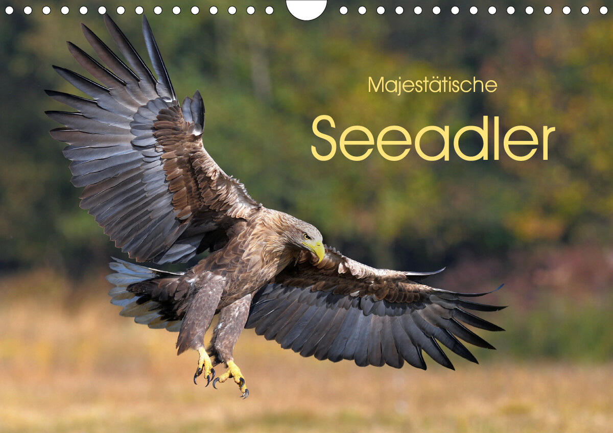 Majestätische Seeadler (Wandkalender 2021 DIN A4 quer)
