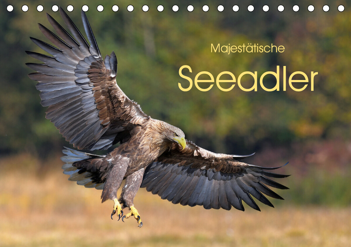 Majestätische Seeadler (Tischkalender 2021 DIN A5 quer)