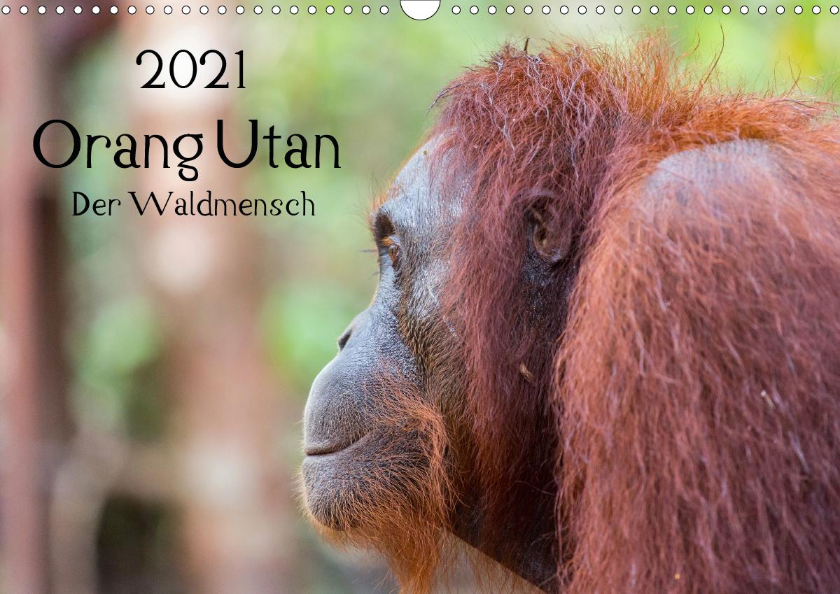 Orang Utan 2021 - Der Waldmensch (Wandkalender 2021 DIN A3 quer)