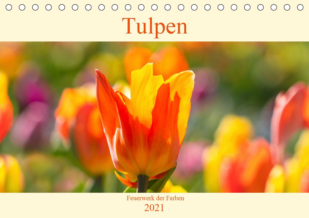 Tulpen - Feuerwerk der Farben (Tischkalender 2021 DIN A5 quer)