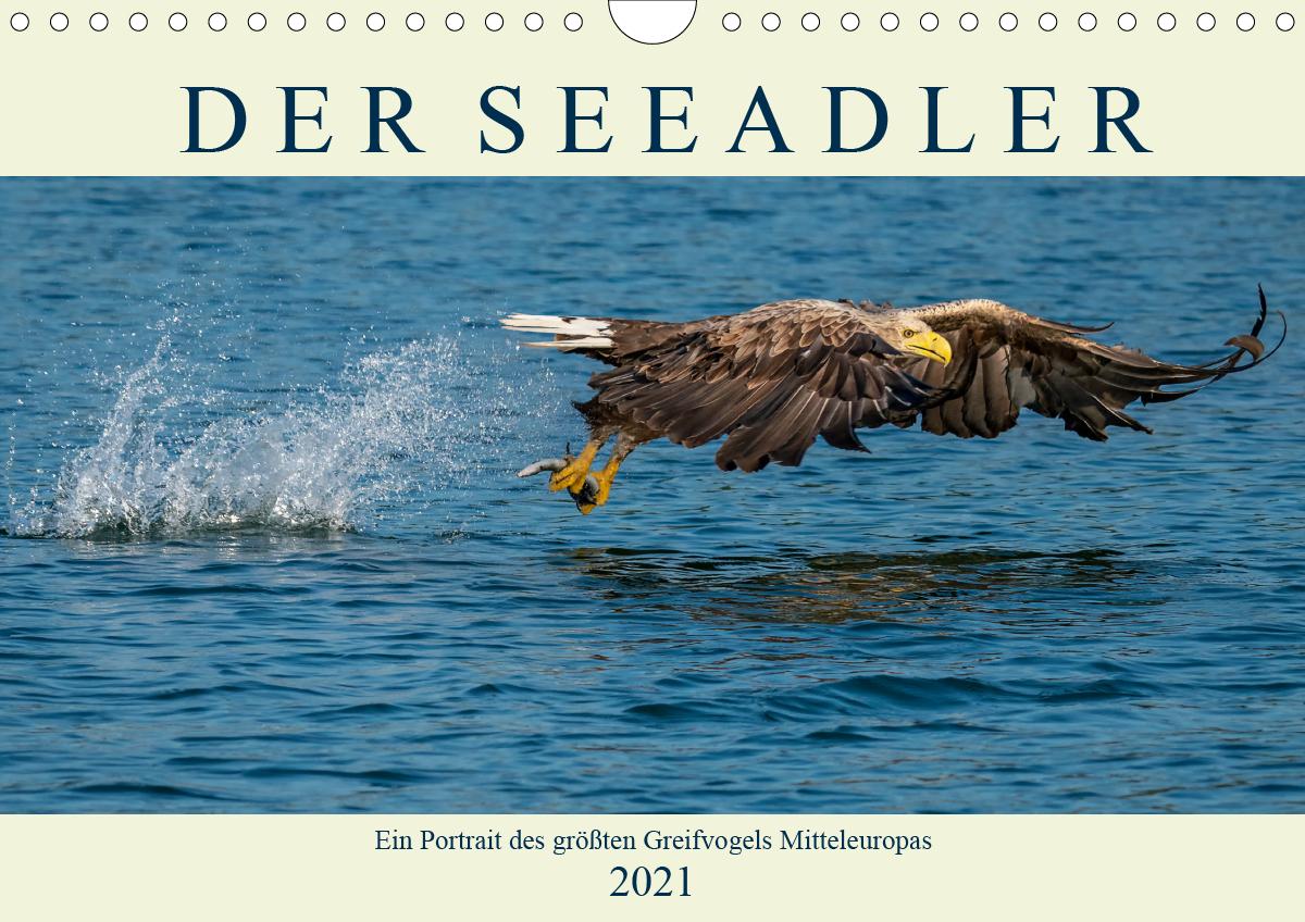DER SEEADLER Ein Portrait des größten Greifvogels Mitteleuropas (Wandkalender 2021 DIN A4 quer)