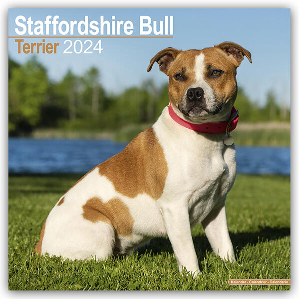 Staffordshire Bull Terrier - Staffordshire Bull Terrier 2024 - 16-Monatskalender - Avonside Publishing Ltd