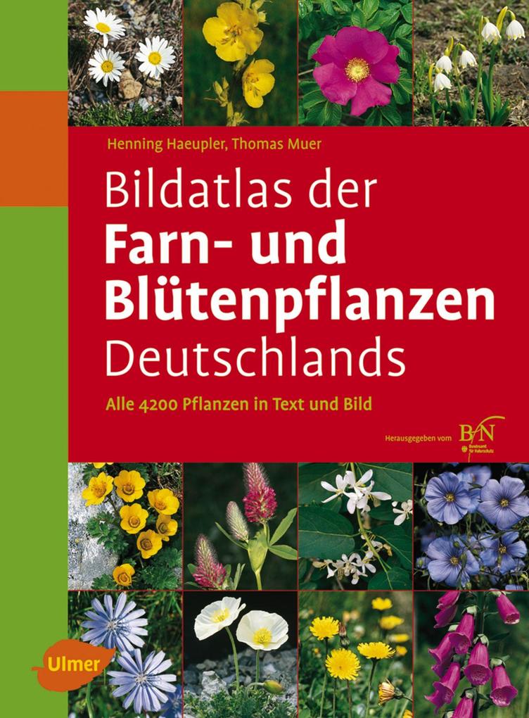 Bildatlas der Farn- und Blütenpflanzen Deutschlands - Henning Haeupler/ Thomas Muer/ Götz Heinrich Loos
