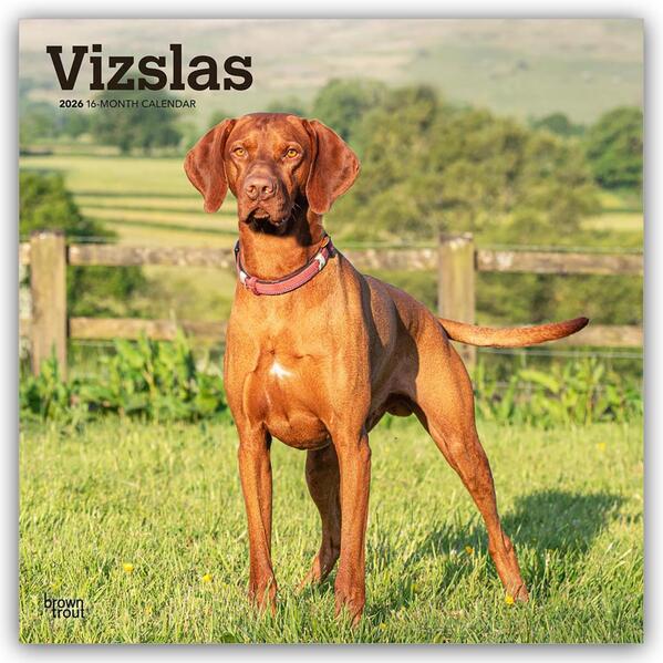 Vizslas - Kurzhaariger Ungarischer Vorstehhund 2026 - 16-Monatskalender Browntro - Image 5