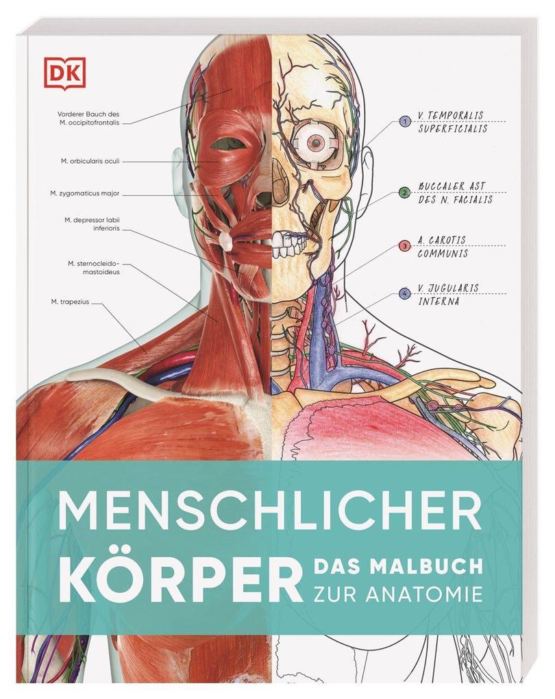 Dorling Kindersley Verlag Menschlicher Körper - Bild 3