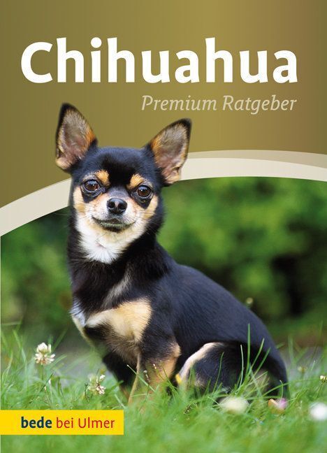 Chihuahua Annette Schmitt - Bild 5
